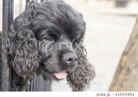 外を眺める犬　 31054991