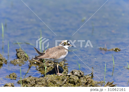 【野鳥】水田のコチドリ 31062161
