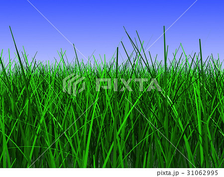 grass meadow 31062995