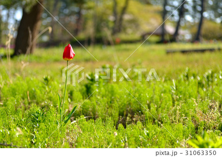 独り身のチューリップ 31063350