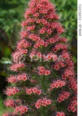 エキウム・ウイルドプレツティー　03 31063351