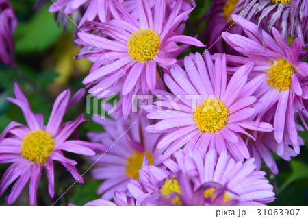 紫色の菊（富山県富山市岩瀬） 31063907