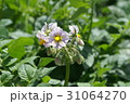 ジャガイモの花 31064270
