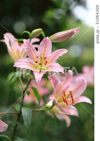 ゆりの花 31064300