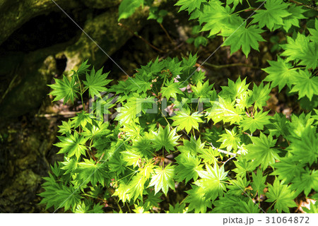 新緑の楓 新緑の楓 31064872
