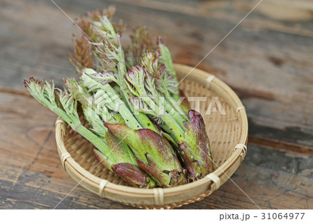 タラの芽 31064977