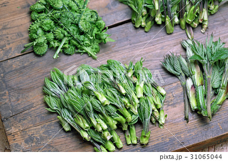 山菜セット（ウド、コシアブラ、コゴミ） 31065044