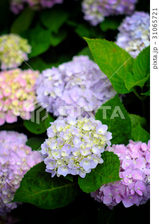 紫陽花 アジサイ あじさい 31065721