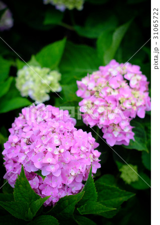 紫陽花 アジサイ あじさい 31065722