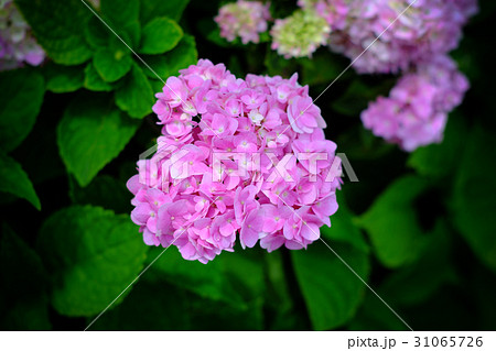 紫陽花 アジサイ あじさい 31065726