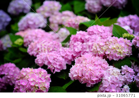 紫陽花 アジサイ あじさい 31065771