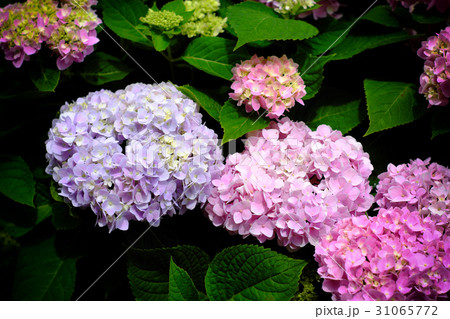 紫陽花 アジサイ あじさい 31065772
