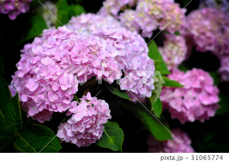 紫陽花 アジサイ あじさい 31065774