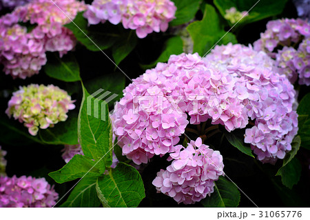 紫陽花 アジサイ あじさい 31065776