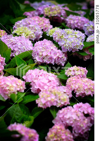 紫陽花 アジサイ あじさい 31065778