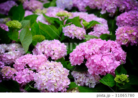 紫陽花 アジサイ あじさい 31065780