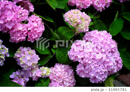 紫陽花 アジサイ あじさい 31065781