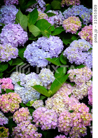 紫陽花 アジサイ あじさい 31065809