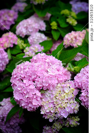 紫陽花 アジサイ あじさい 31065810