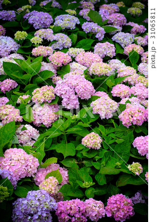 紫陽花 アジサイ あじさい 31065811
