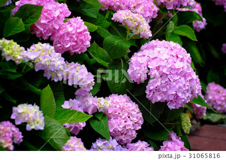 紫陽花 アジサイ あじさい 31065816