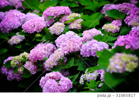紫陽花 アジサイ あじさい 31065817