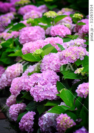 紫陽花 アジサイ あじさい 31065934