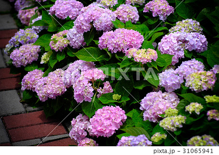 紫陽花 アジサイ あじさい 31065941