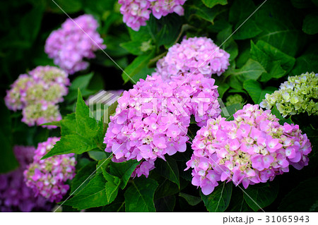 紫陽花 アジサイ あじさい 31065943