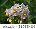 ジャガイモの花 31066484
