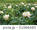 ジャガイモの花 31066485