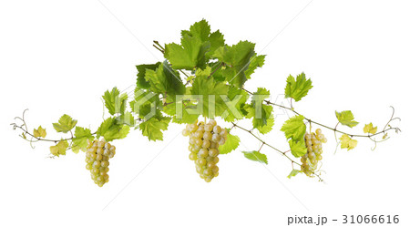 Vine leaves isolated on white 31066616
