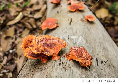 Pycnoporus sanguineus. Wild mushrooms. 31066628