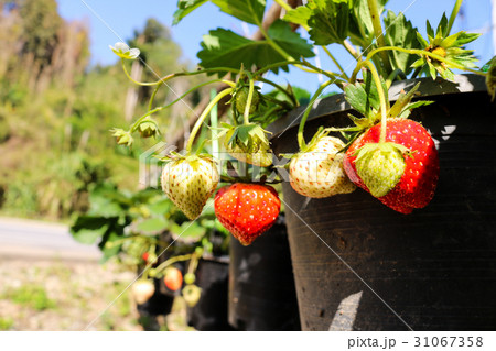 Strawberry plant. Close up strawberry Strawberry plant. Close up strawberry 31067358