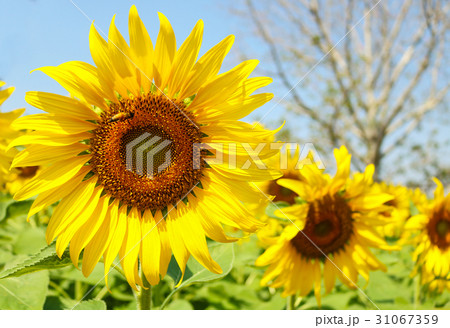 Sunflowers garden.  31067359