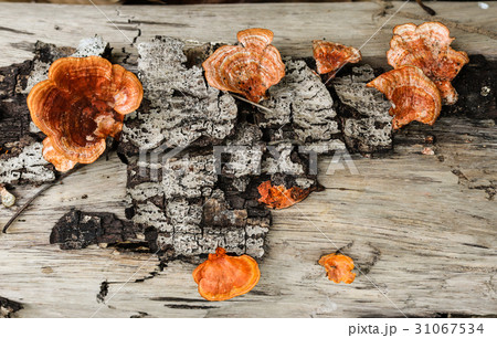 Pycnoporus sanguineus. Wild mushrooms. 31067534