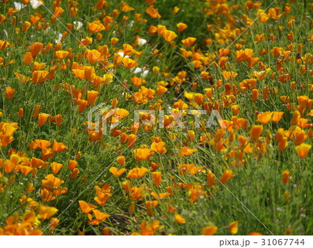 ポピー㉔　カリフォルニアポピー 31067744