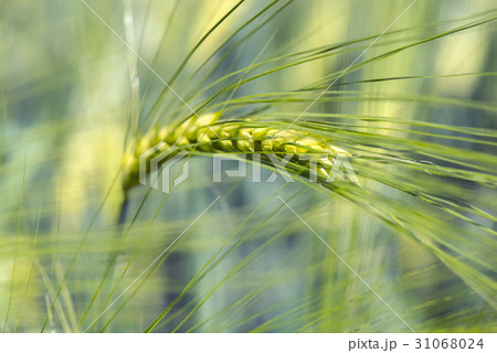 Spikelets of young wheat close-up. ears of green Spikelets of young wheat close-up. ears of green 31068024