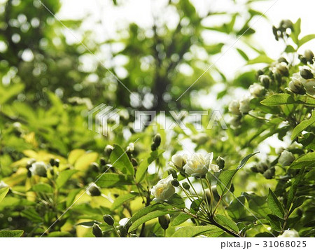 モッコウバラ バラ科 花 モッコウバラ バラ科 花 31068025
