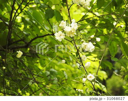 モッコウバラ バラ科 花 モッコウバラ バラ科 花 31068027