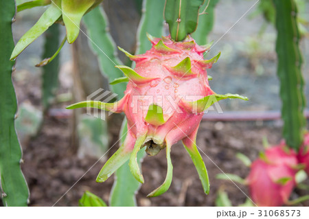 dragon Fruit on the tree after rain in garden 31068573