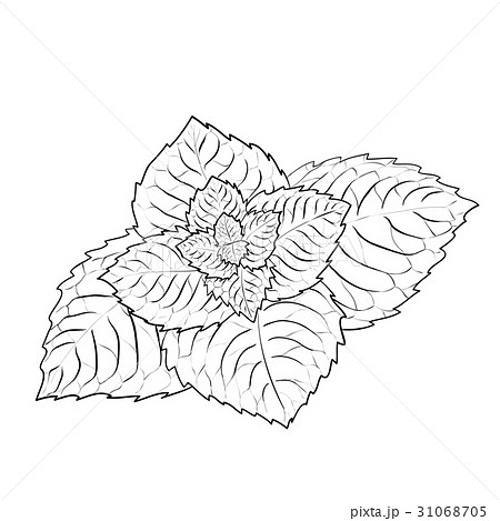 Sprig of mint. 31068705