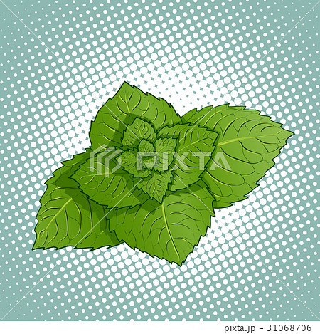 Mint leaves. Medicinal plant. 31068706