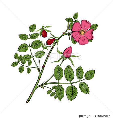 rosehips. Stock illustration. 31068967