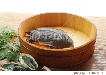 すっぽん 31069154