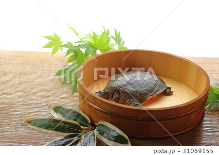 すっぽん 31069155