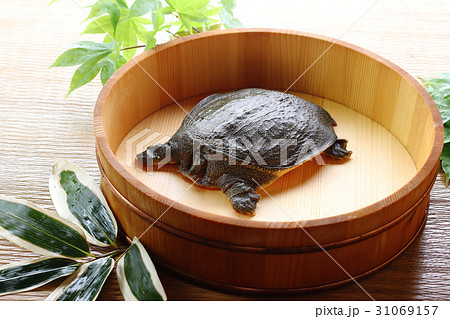 すっぽん 31069157