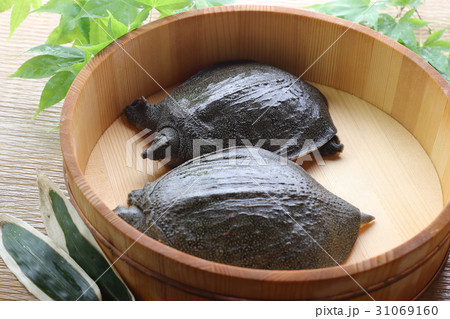 すっぽん 31069160