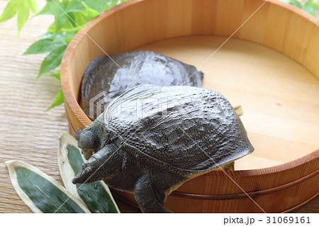 すっぽん 31069161