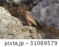 トビ 31069579